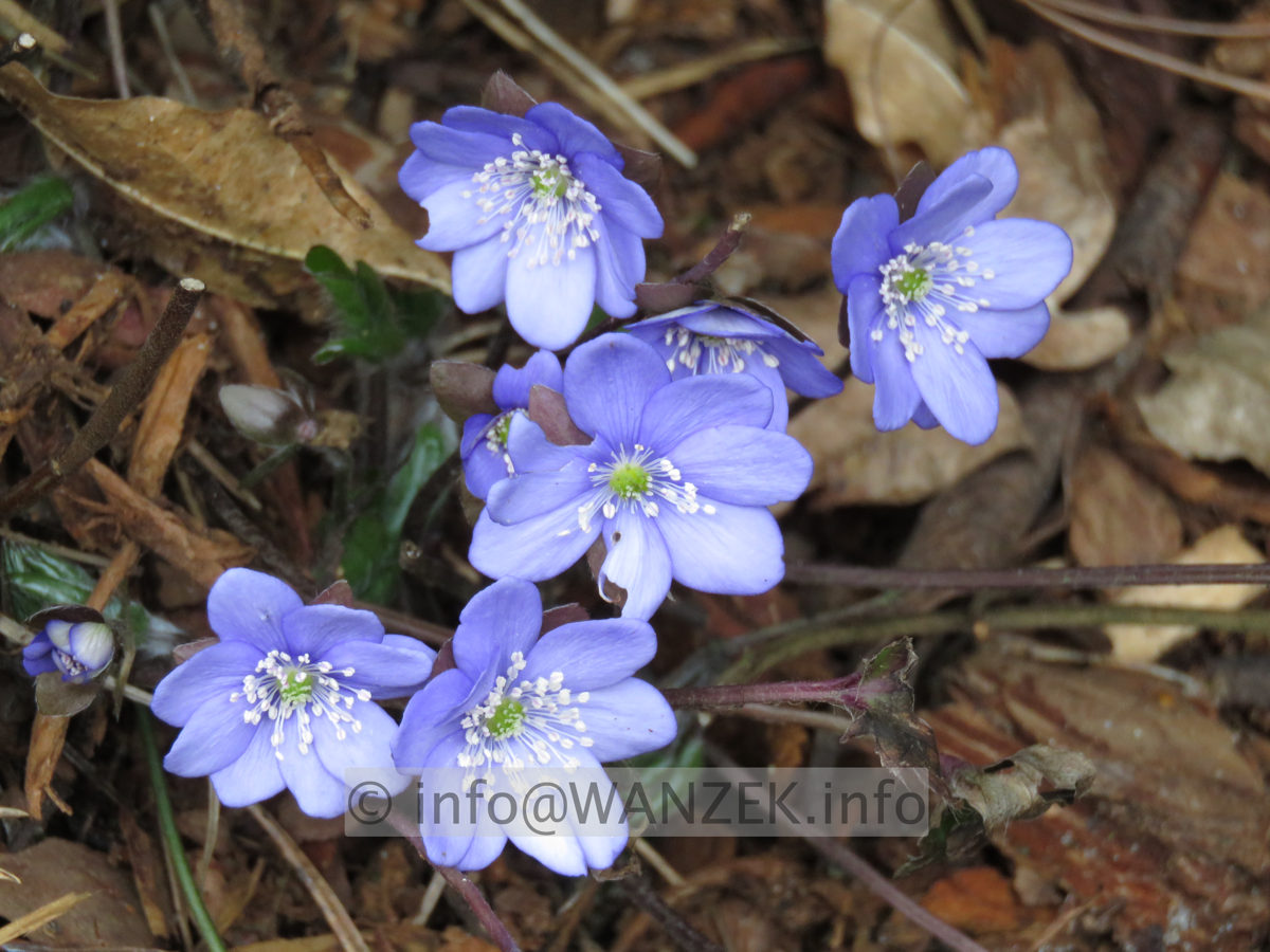 Hepatica nobilis 2.JPG